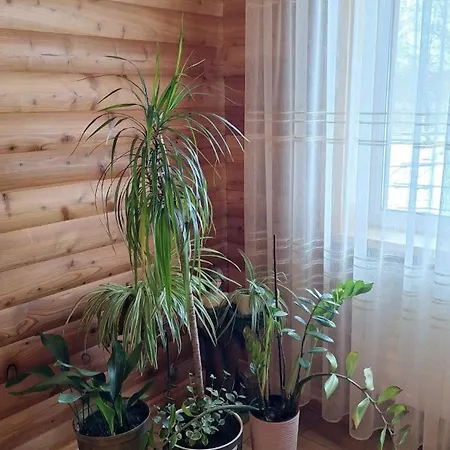 Tatil Evi смерековий двір