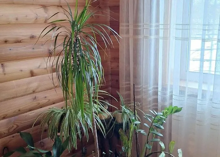 Tatil Evi смерековий двір
